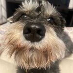 Finn