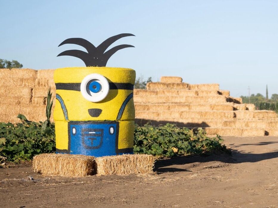 Picture of Cool Patch Pumpkins and Corn Maze