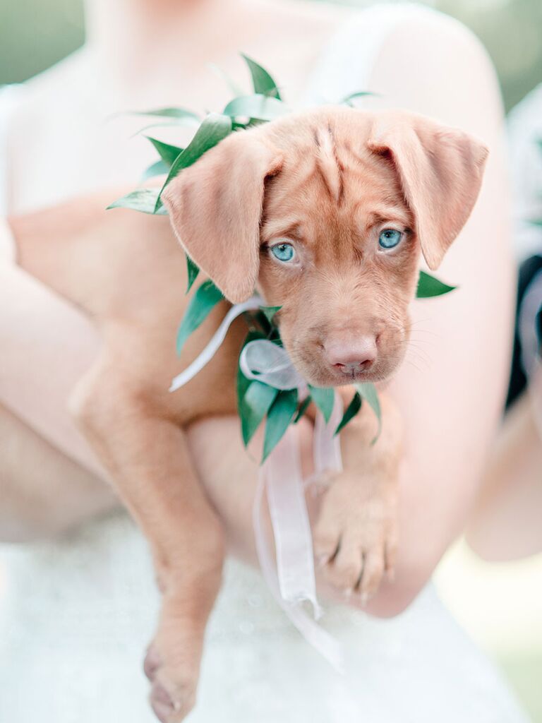 Bride with cute puppy bouquet