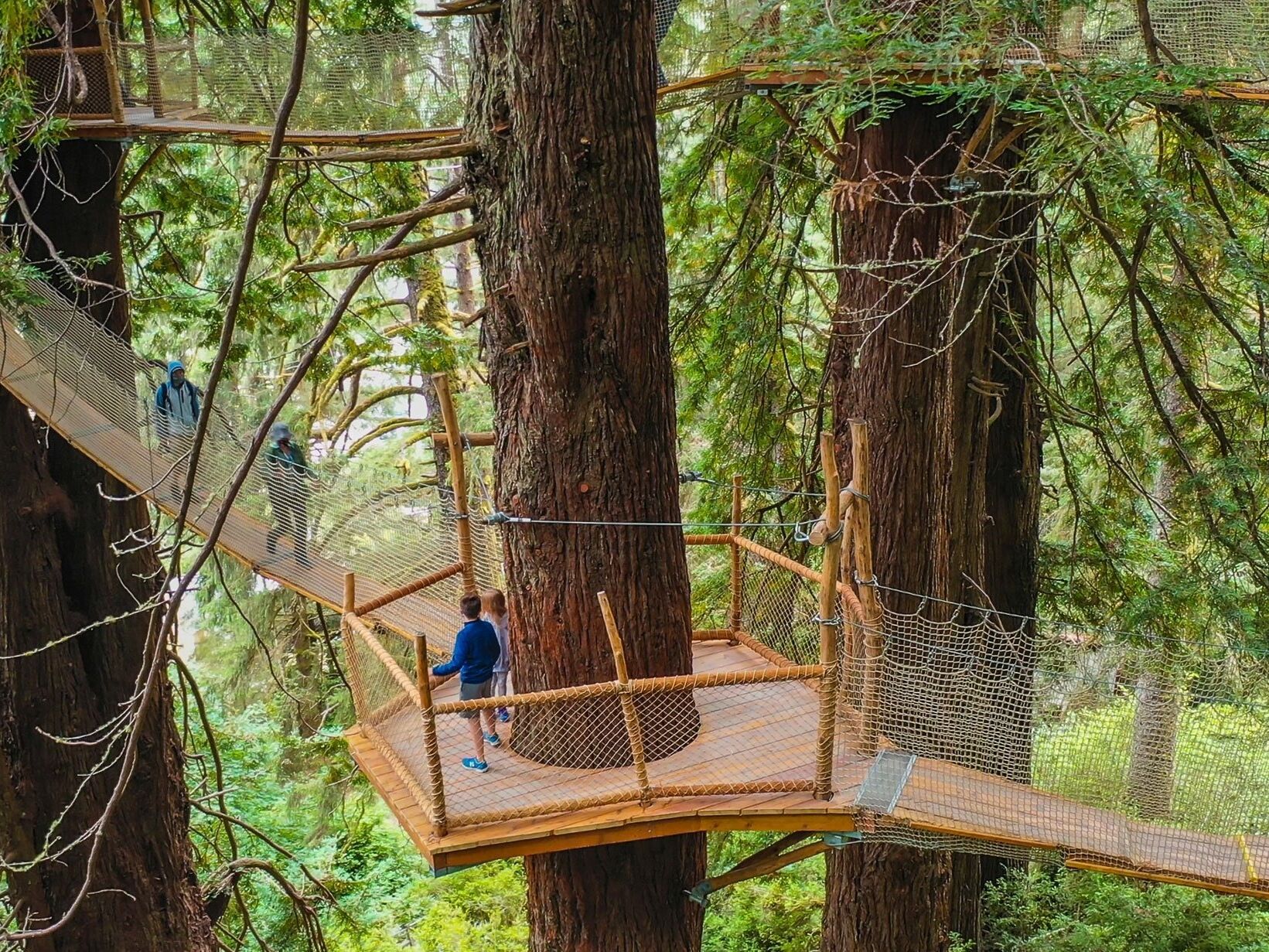 Picture of Trees of Mystery