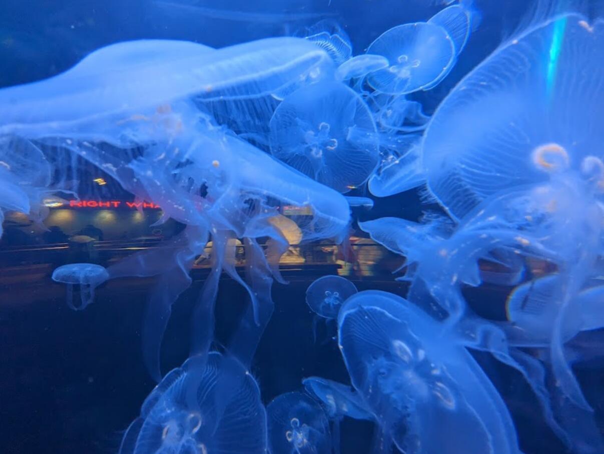 Picture of North Carolina Aqarium at Fort Fisher