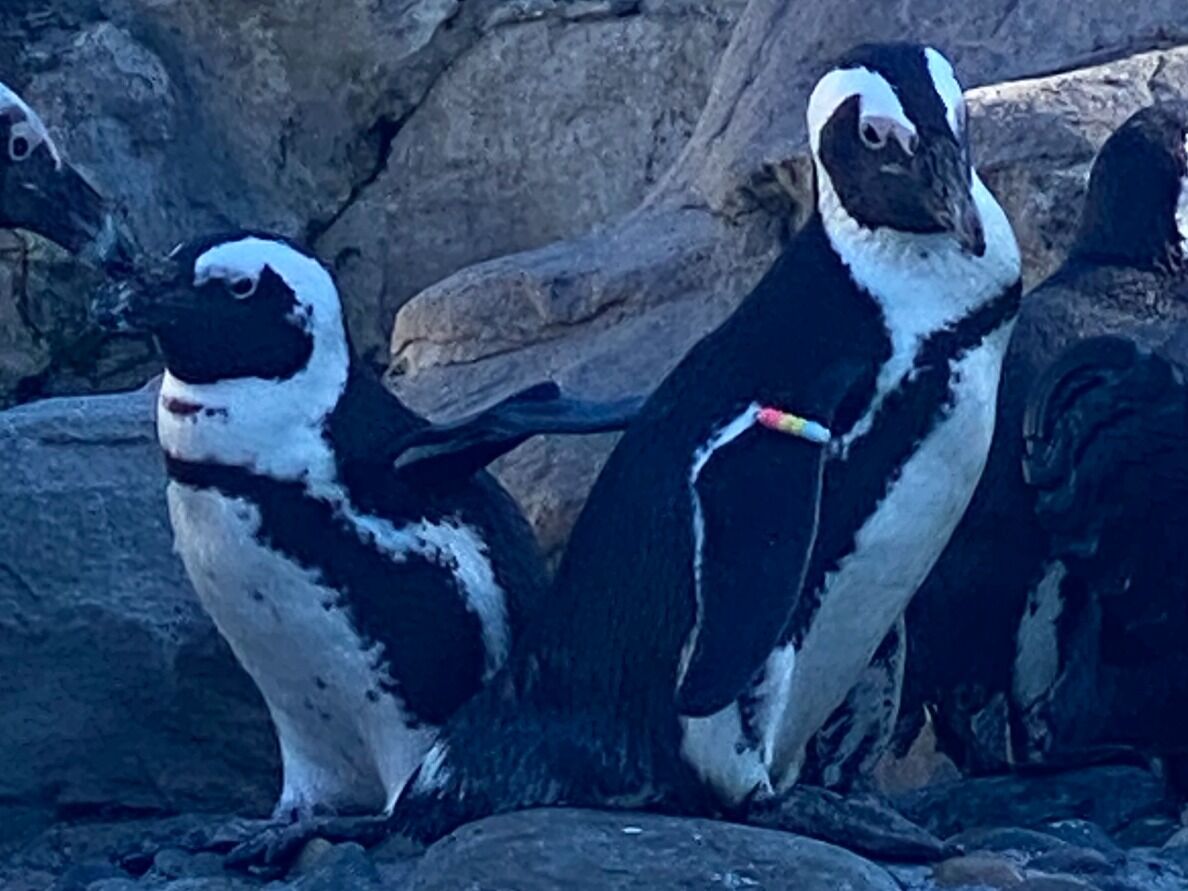 Picture of Mystic Aquarium