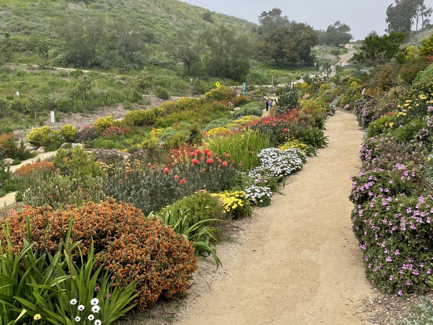 Picture of Ventura Botanical Gardens