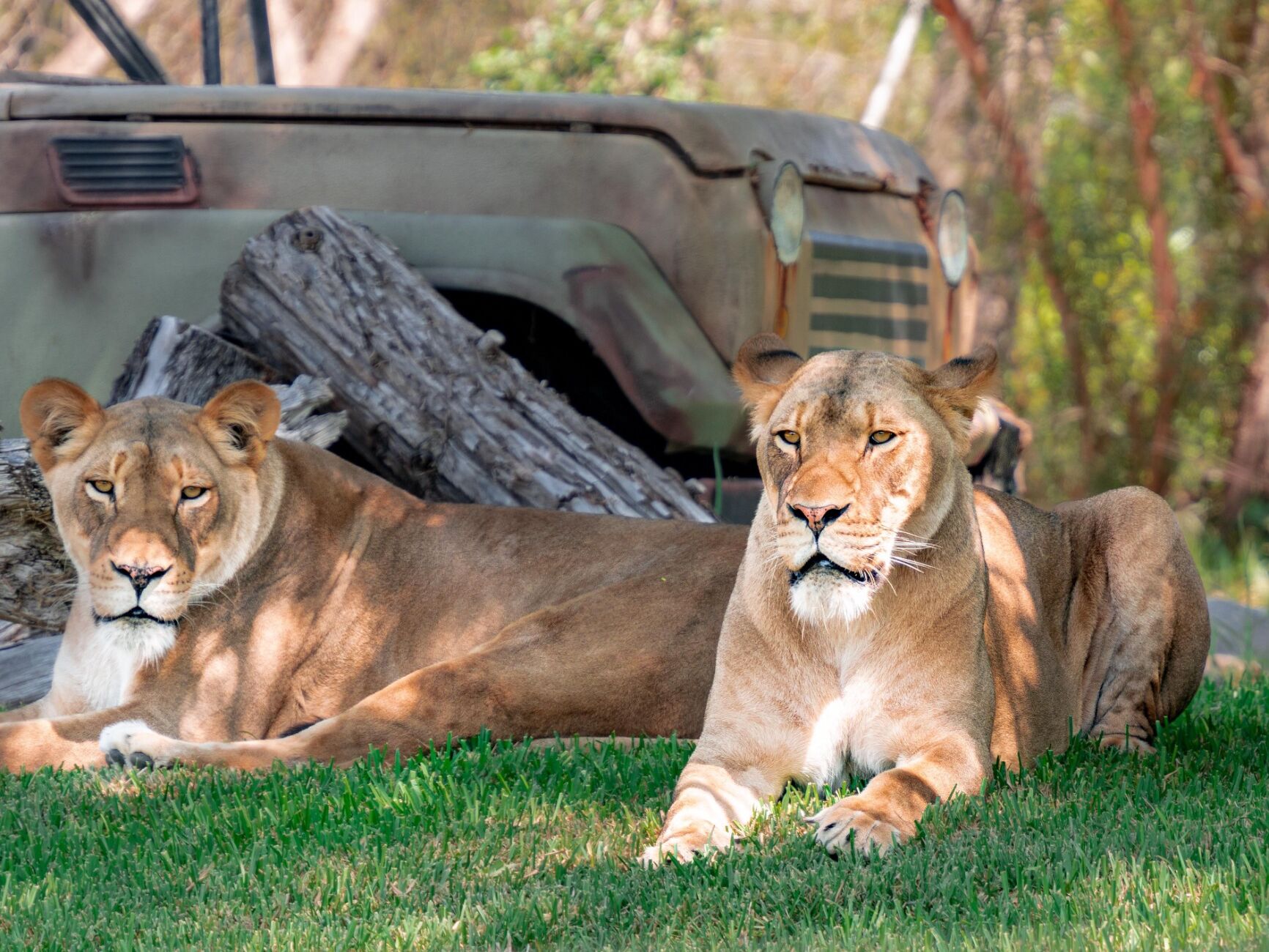 Picture of San Diego Zoo Safari Park