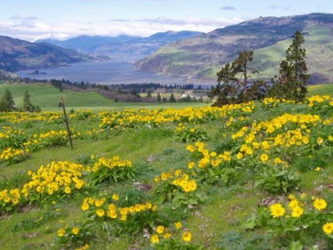 Picture of Memaloose Trailhead
