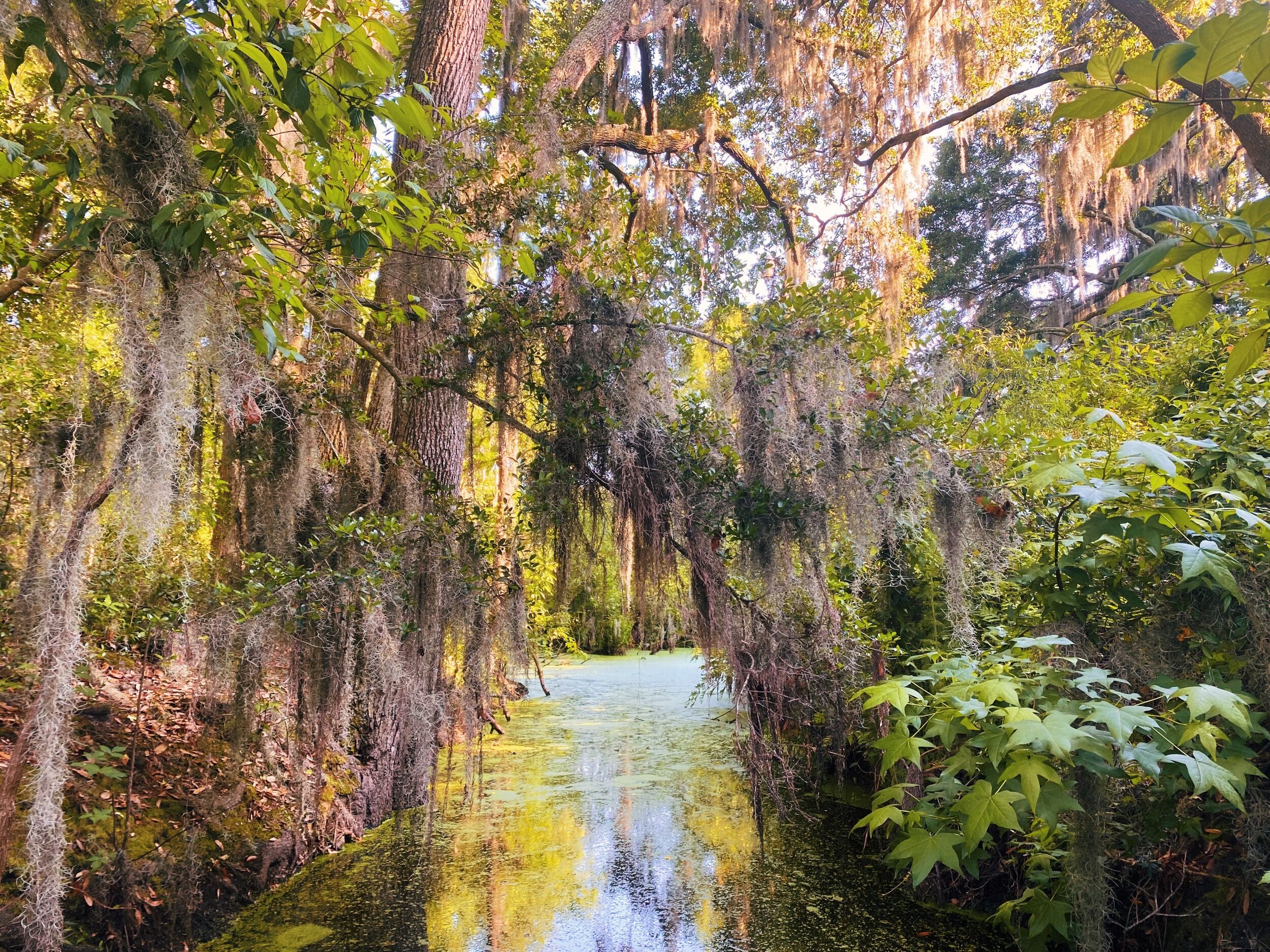Picture of Beaufort