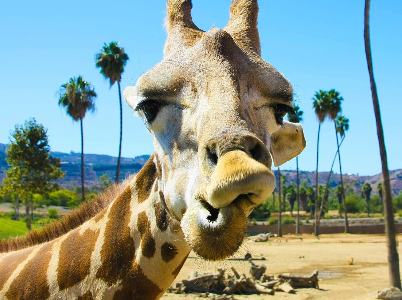 Picture of San Diego Zoo Safari Park