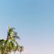 Maui, Hawaii, Beach With Palm Trees and Views of the Pacific Ocean