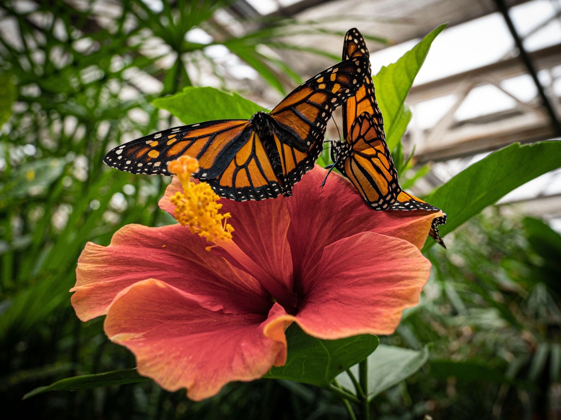 Picture of Butterfly Pavilion