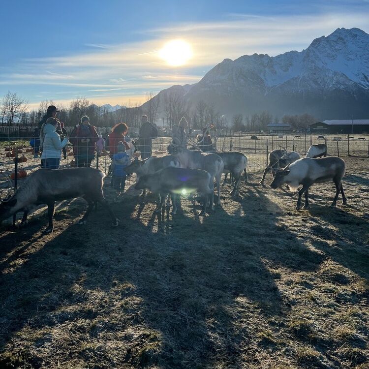 Picture of Reindeer Farm