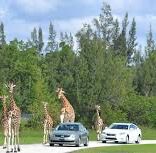 Picture of Lion Country Safari