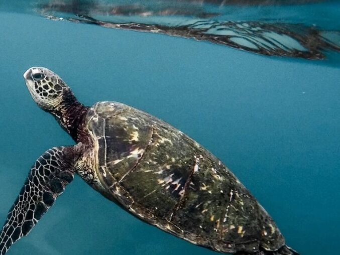 Picture of Forgotten Coast Sea Turtle Center