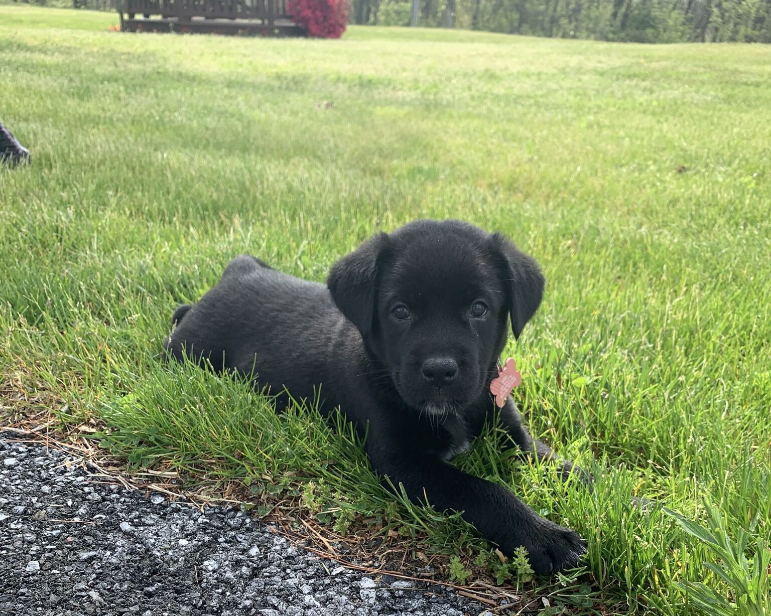 Picture of Mila