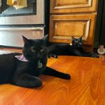 Bowie & Lucky