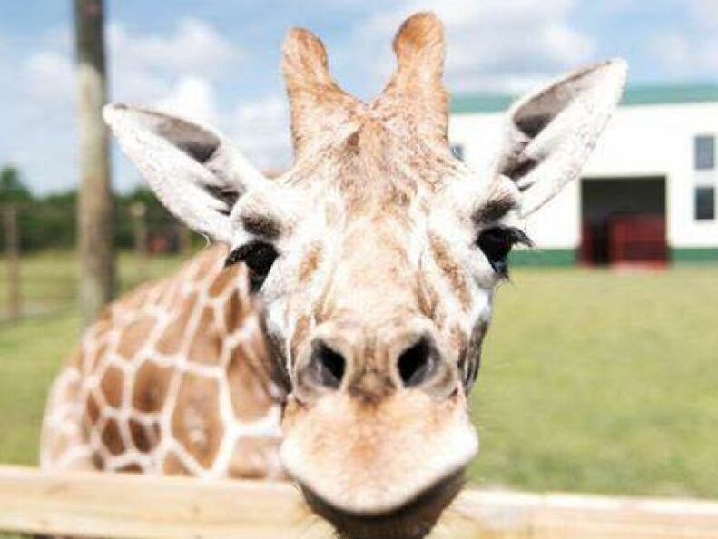 Picture of Safari North Wildlife Park