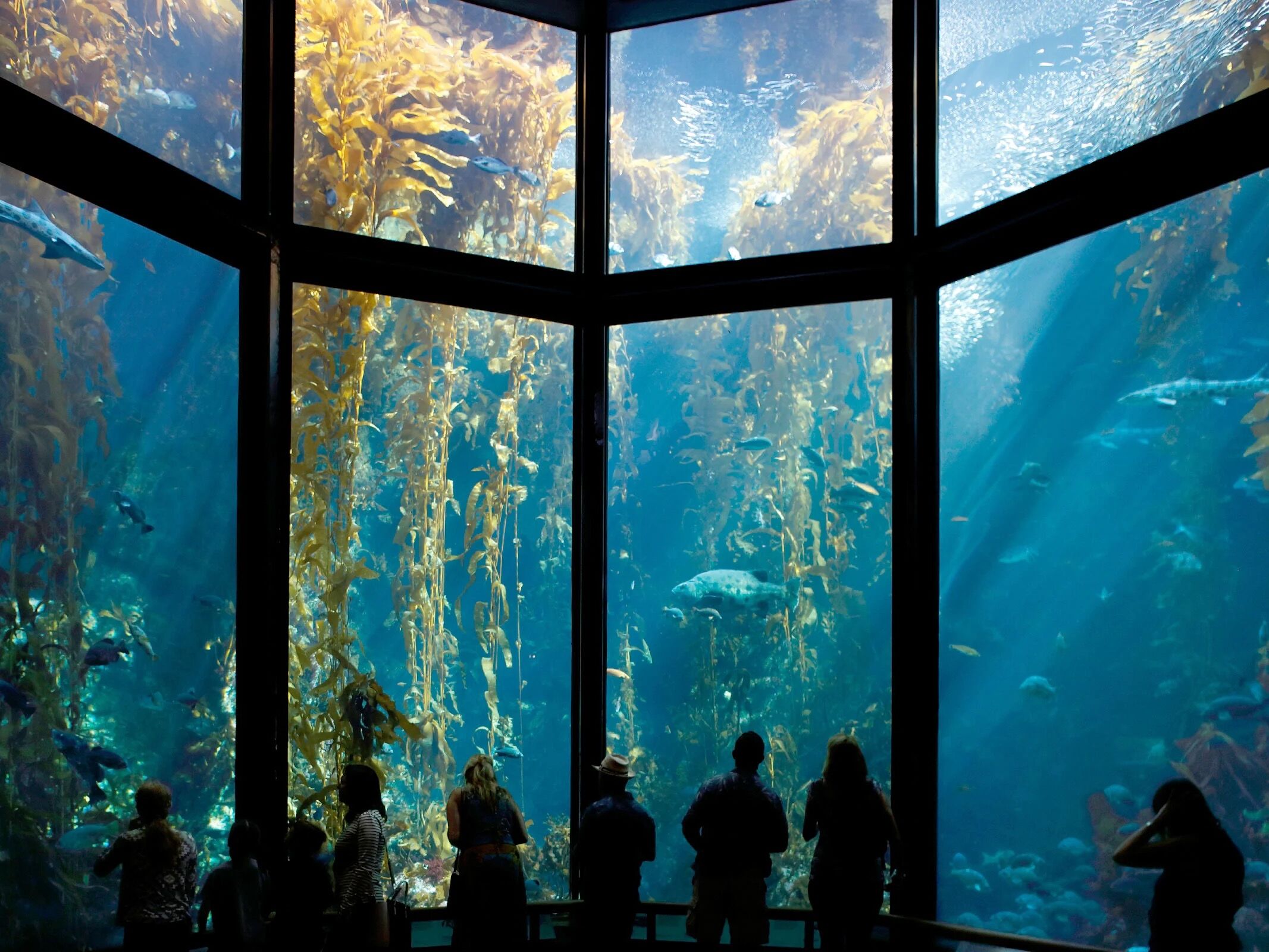 Picture of Monterey Bay Aquarium