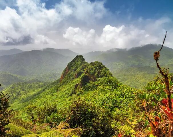 Picture of El Yunque Rainforest 