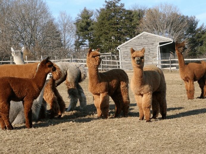 Picture of Lilymoore Alpaca and Llama Farm