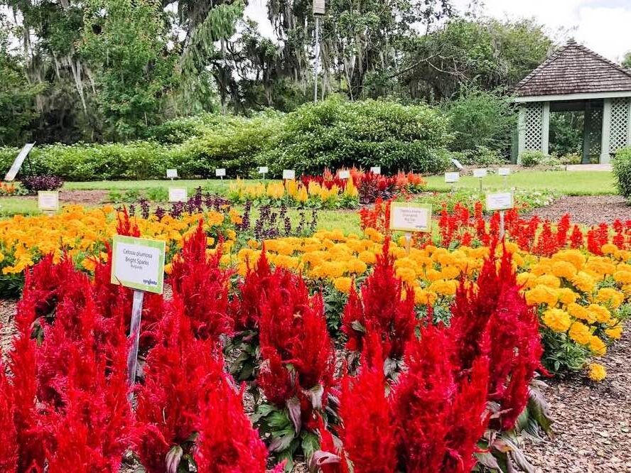 Picture of Harry P Leu Gardens