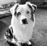 Bodhi