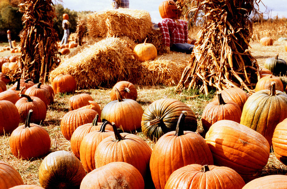 Picture of Lyman Orchards