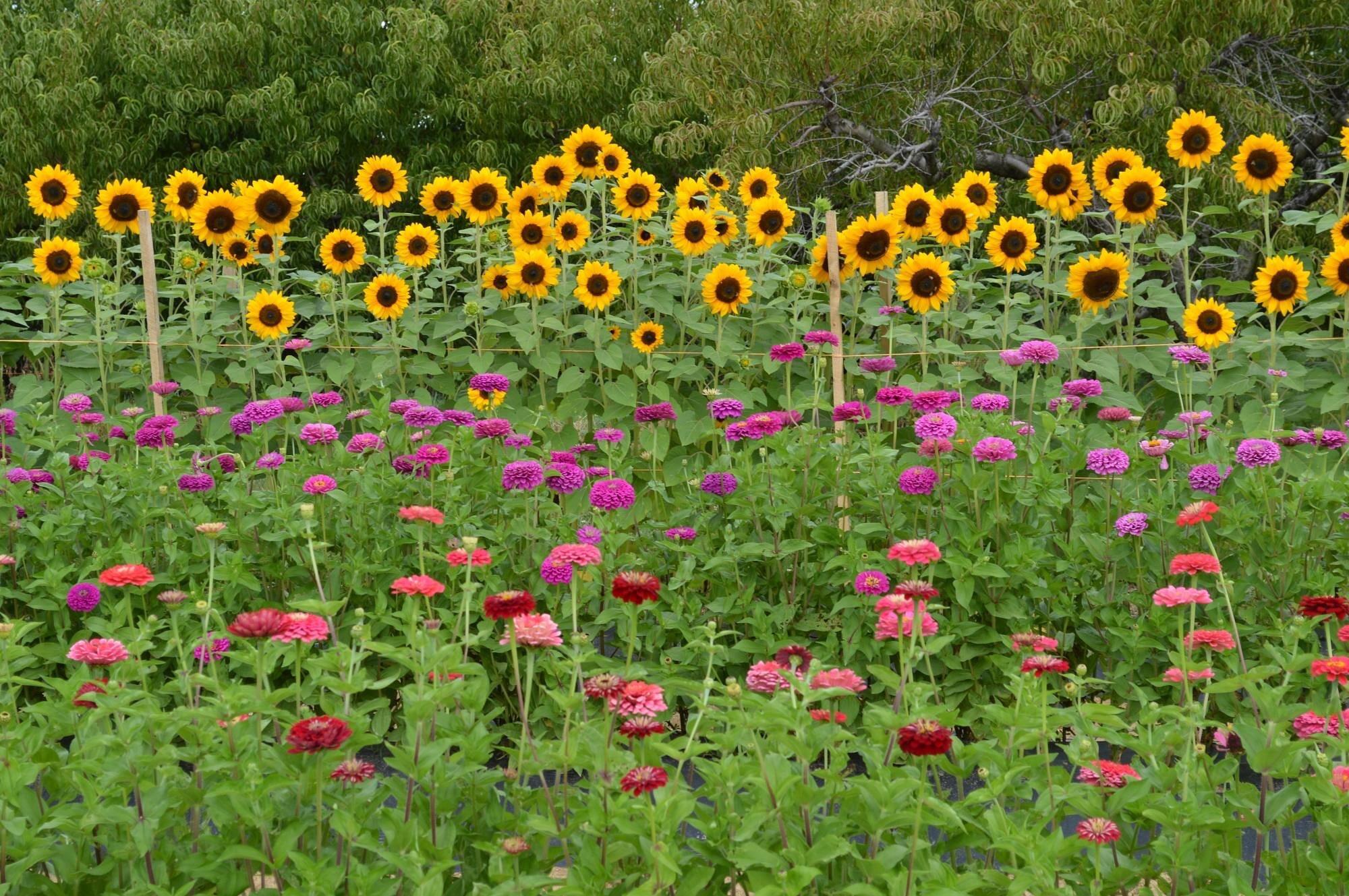 Picture of Mackintosh Fruit Farm