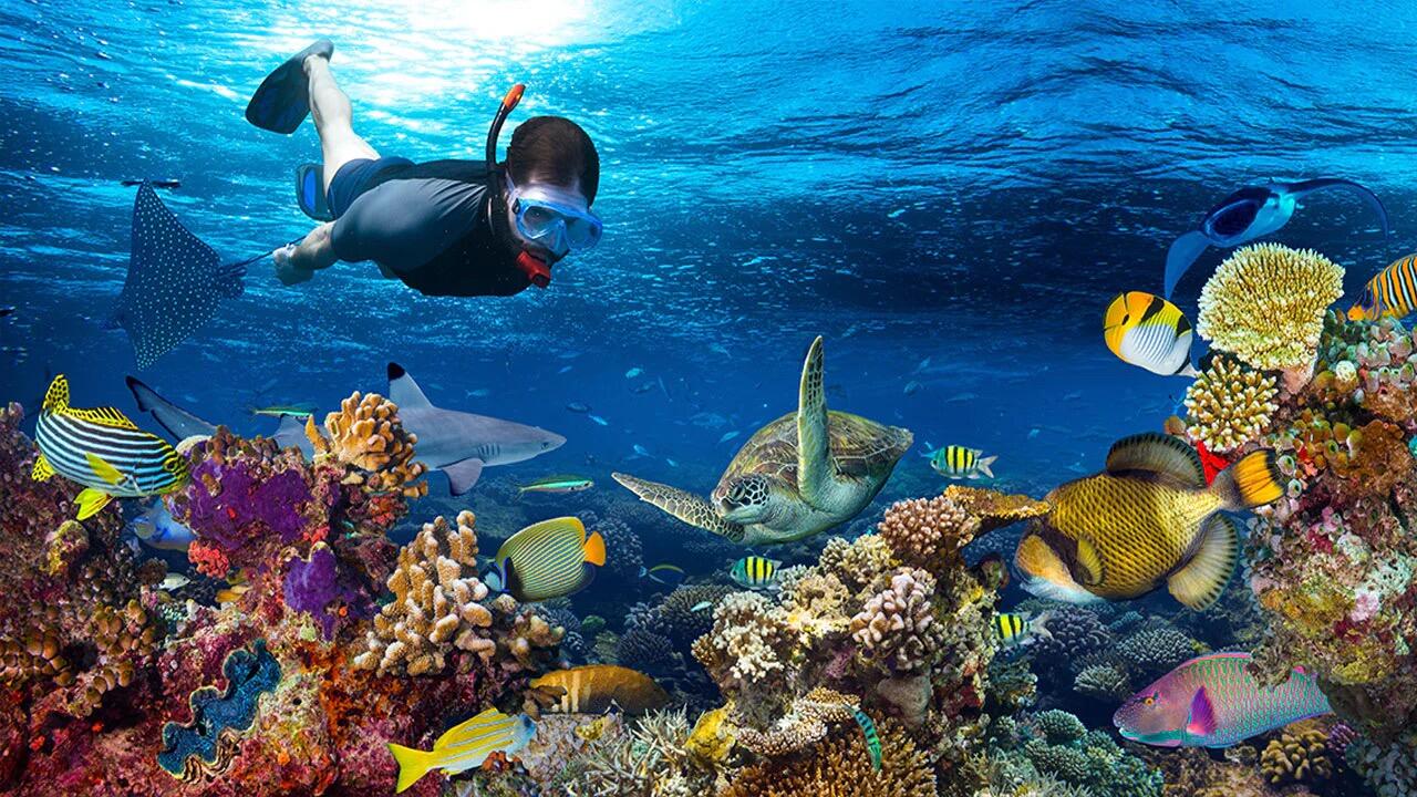 Picture of Snorkeling, Swimming & Marine Life Encounters