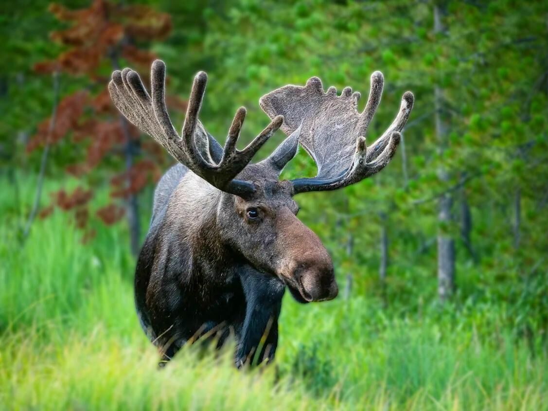 Picture of Yellow Wood Guiding: Estes Park Tours | Wildlife, Nature, and Photography