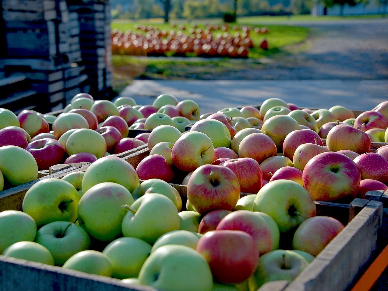 Picture of Cook's Orchard