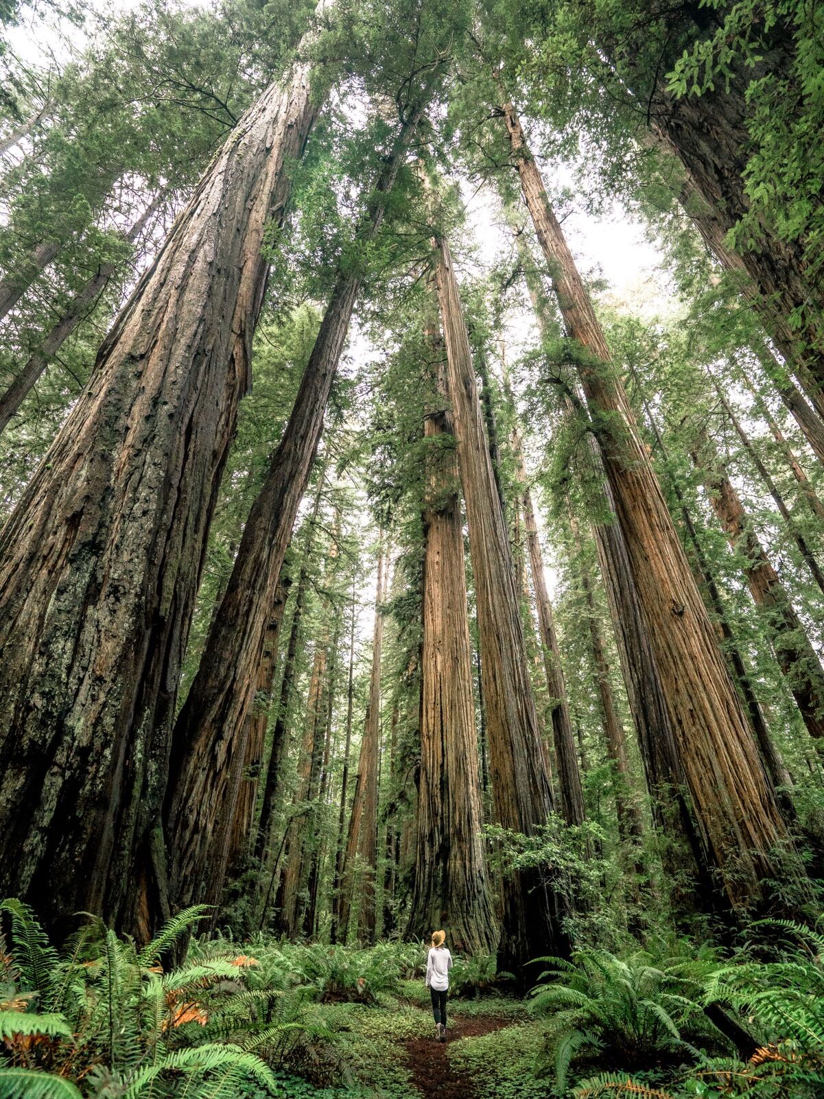 Picture of Redwood National and State Parks