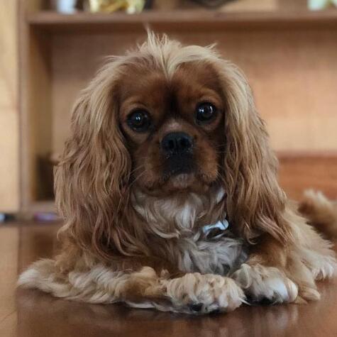 Archibald