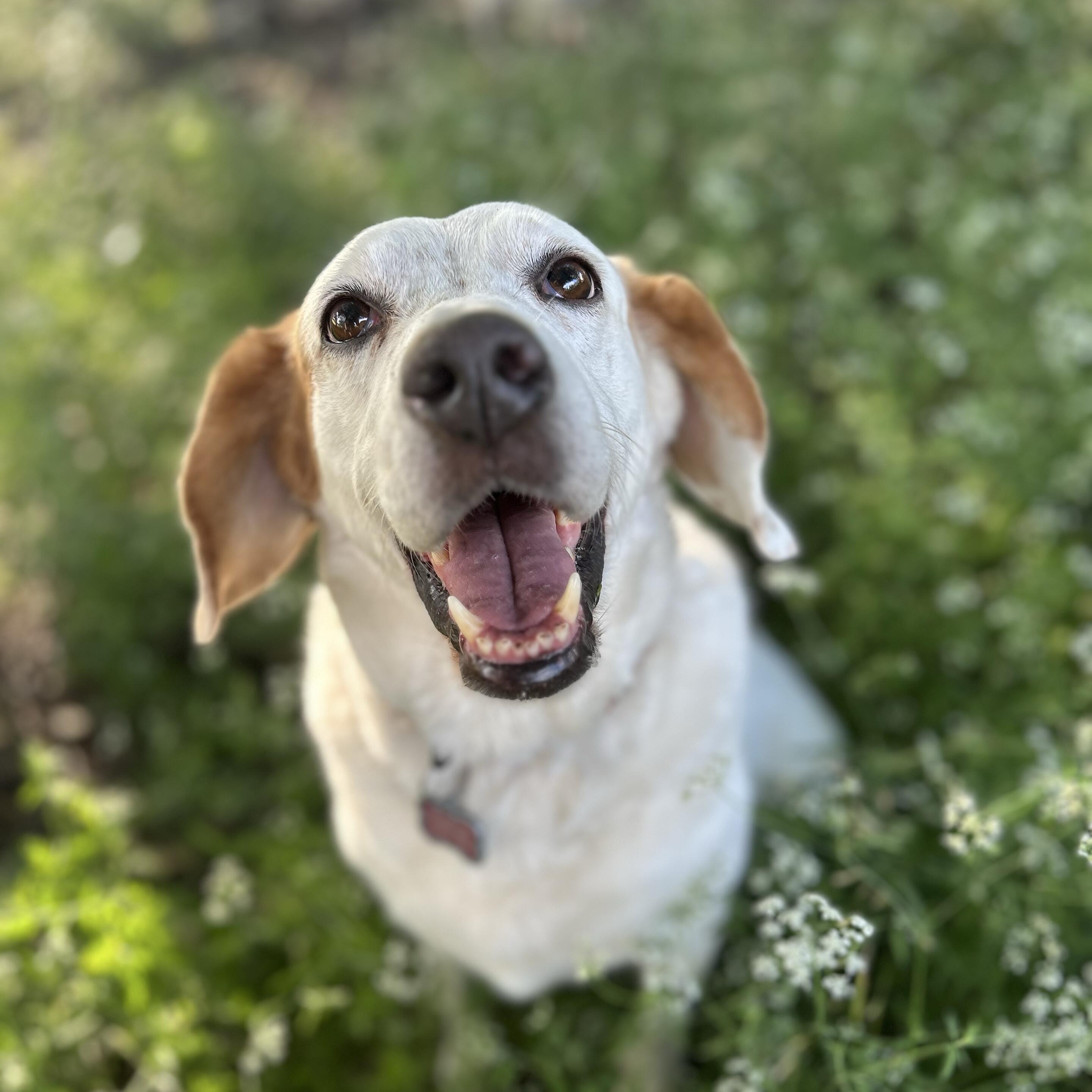Rosie 