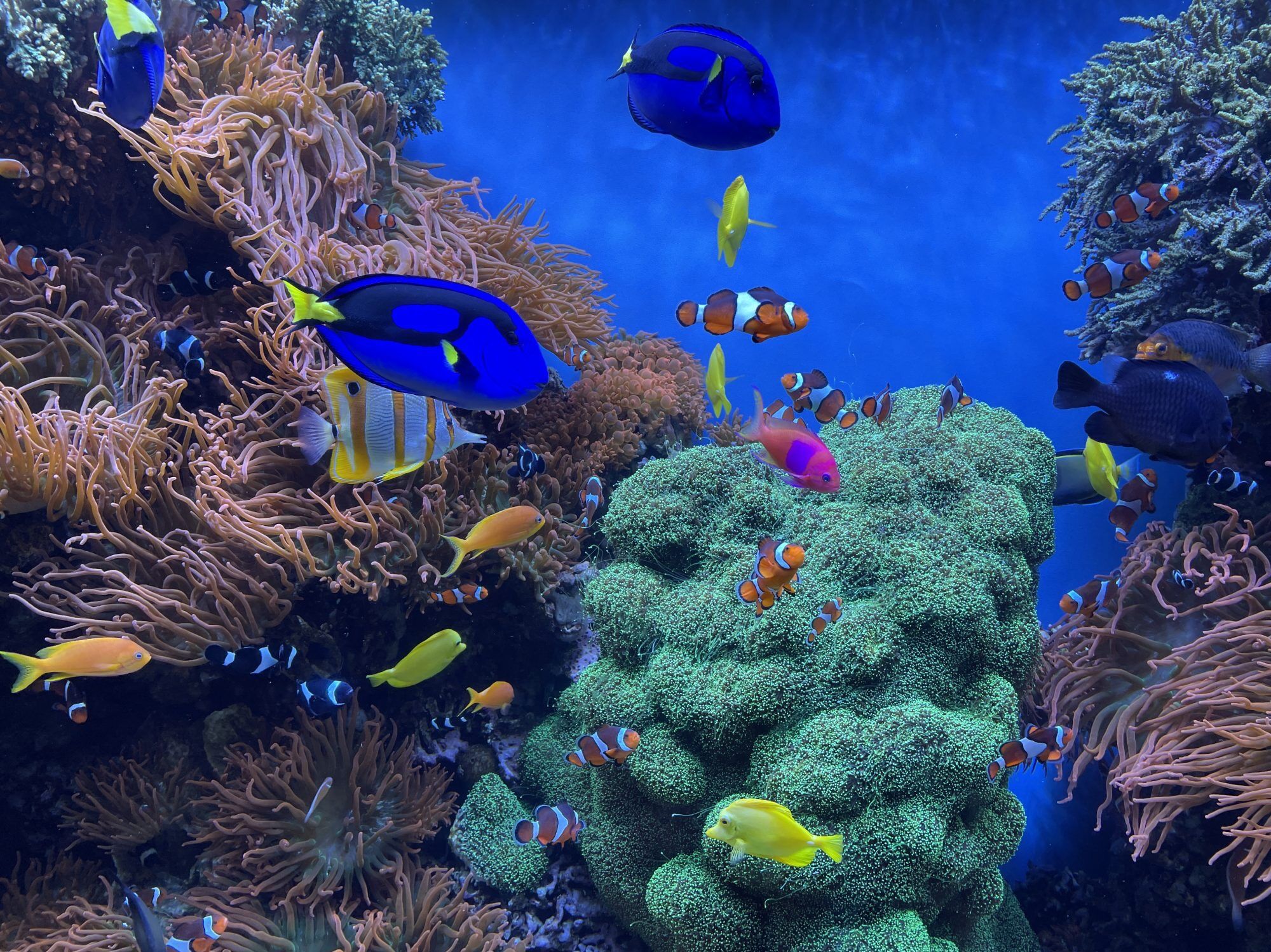 Picture of Monterey Bay Aquarium