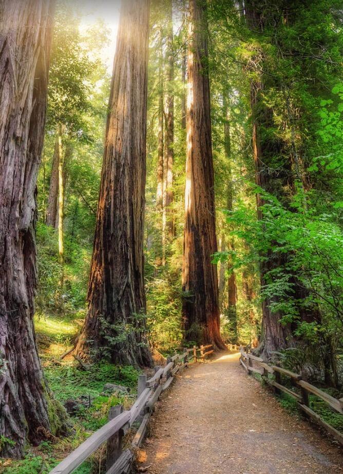 Picture of Montgomery Woods State Natural Reserve