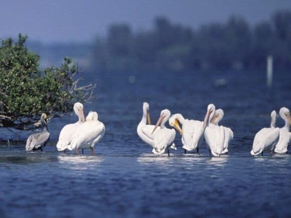 Picture of Pelican Island National Wildlife Refuge