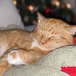 Big Orange