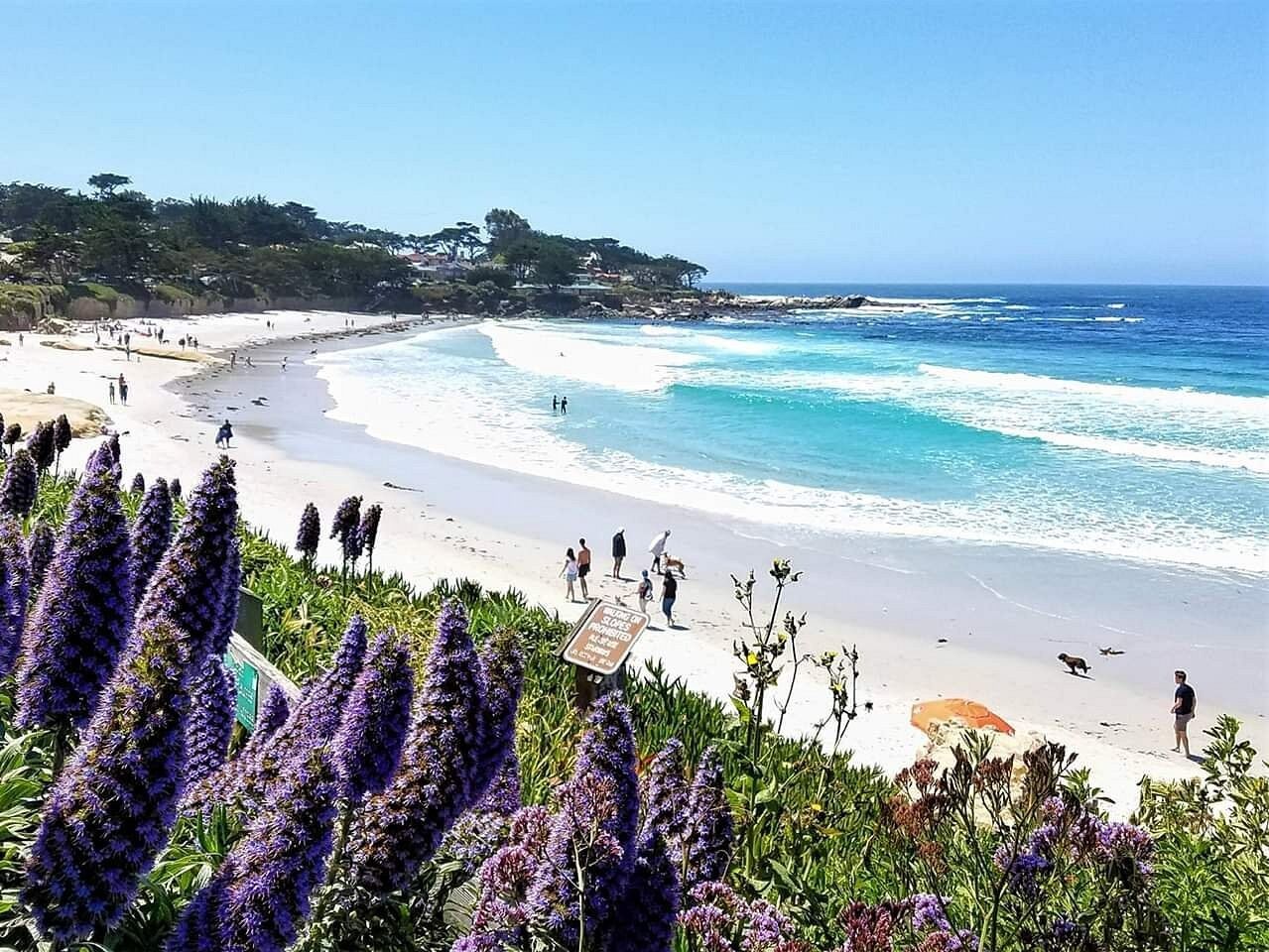 Picture of Carmel Beach