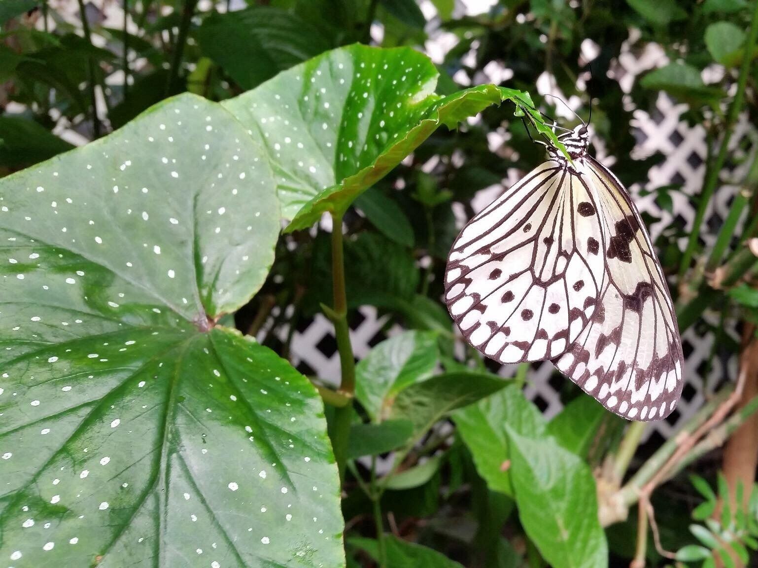 Picture of Magic Wings Butterfly Conservatory