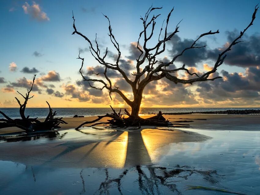 Picture of Driftwood Beach