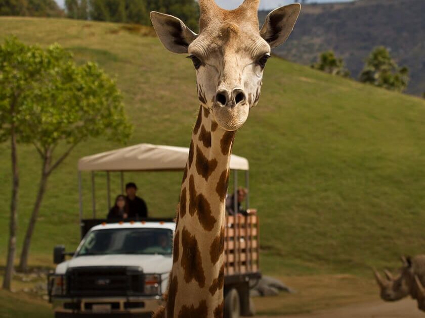 Picture of Kids Activities: Safari Park & Legoland