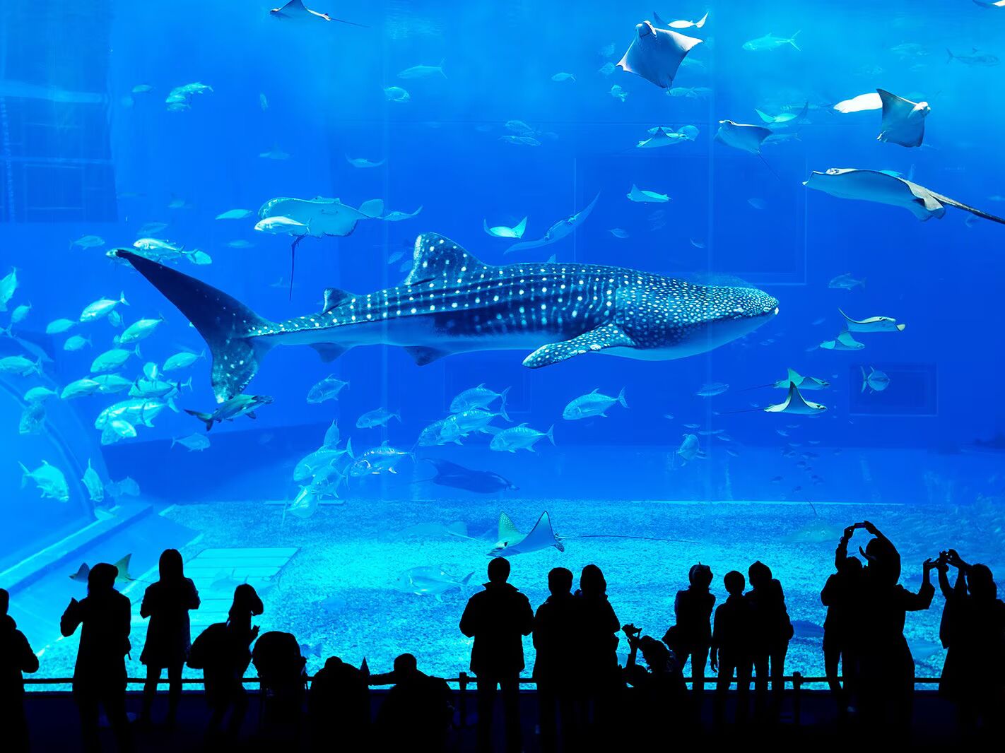 Picture of Georgia Aquarium