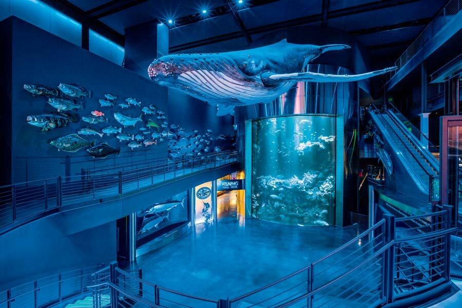 Picture of Wonders Of Wildlife National Museum & Aquarium