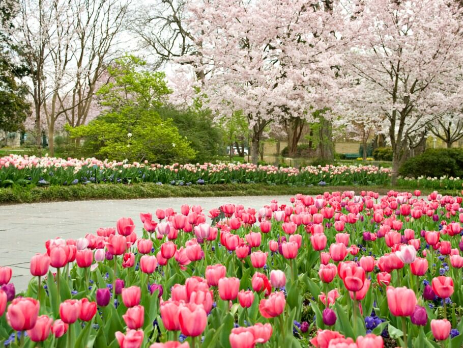Picture of The Dallas Arboretum and Botanical Garden