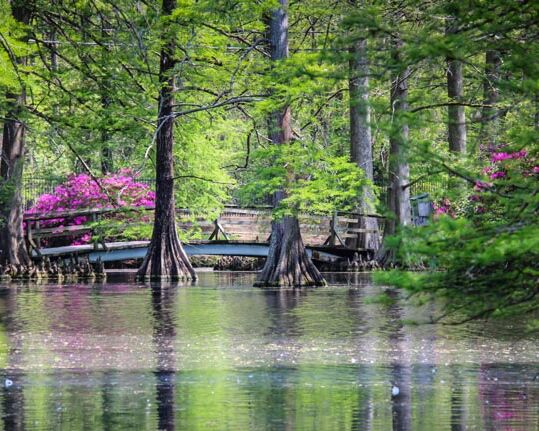 Picture of Swan Lake Iris Gardens