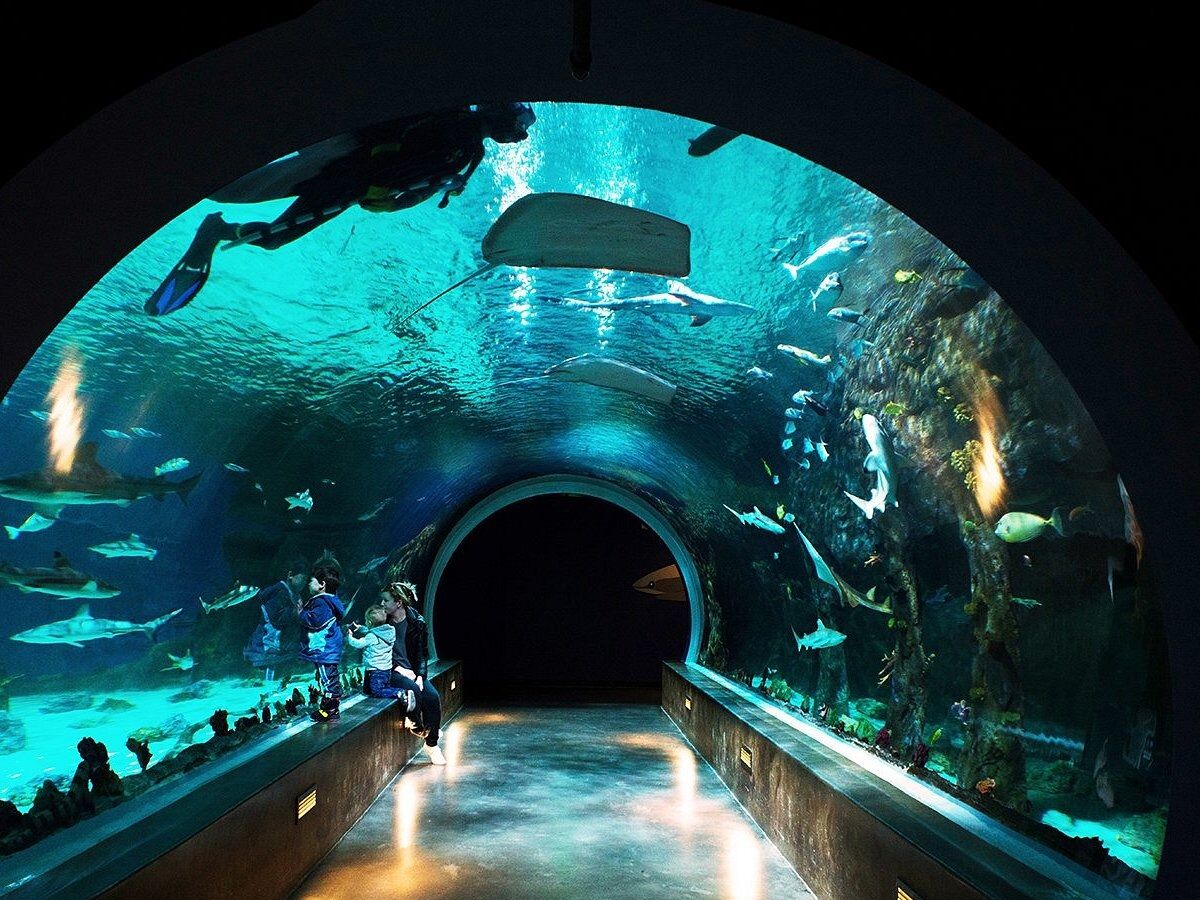 Picture of Loveland Living Planet Aquarium