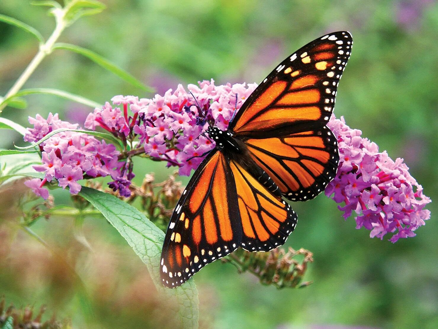 Picture of Dahlonega Butterfly Farm