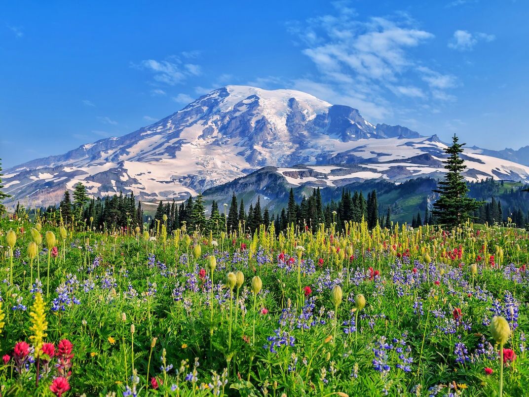 Picture of Mount Rainier National Park