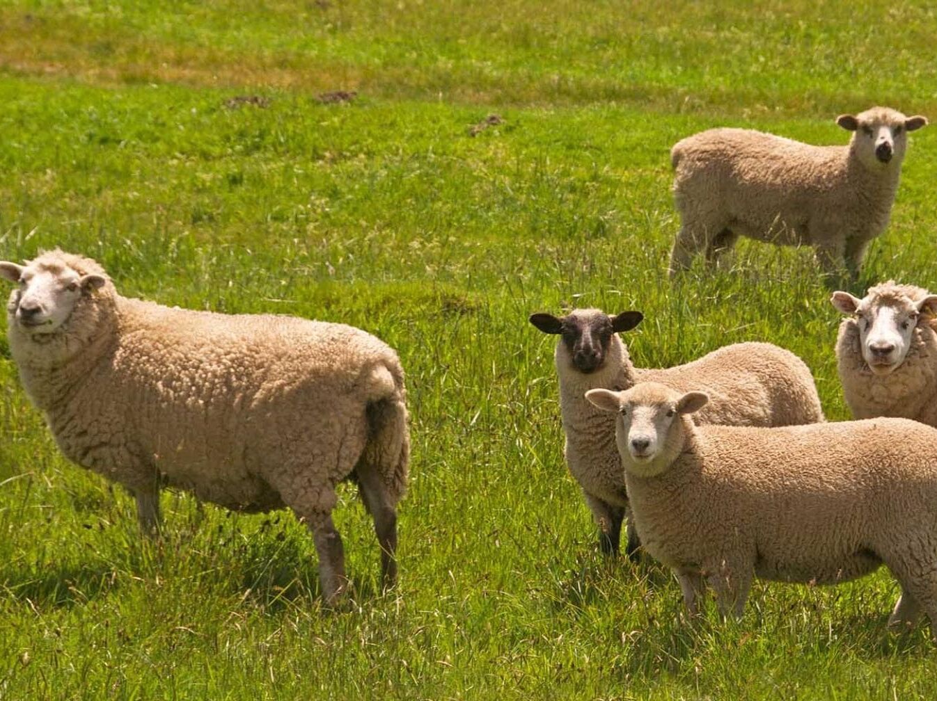 Picture of Sonoma County Tourism