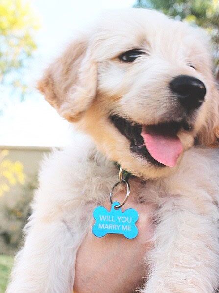 These Puppy Proposals Will Give You All The Feels