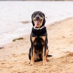 Tucker